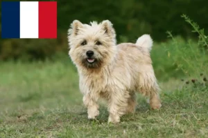 Lire la suite à propos de l’article Éleveurs de Cairn Terriers et Chiots en France