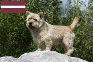 Lire la suite à propos de l’article Éleveurs de Cairns Terriers et chiots en Lettonie