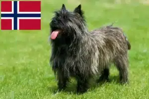 Lire la suite à propos de l’article Éleveurs de Cairns Terriers et chiots en Norvège