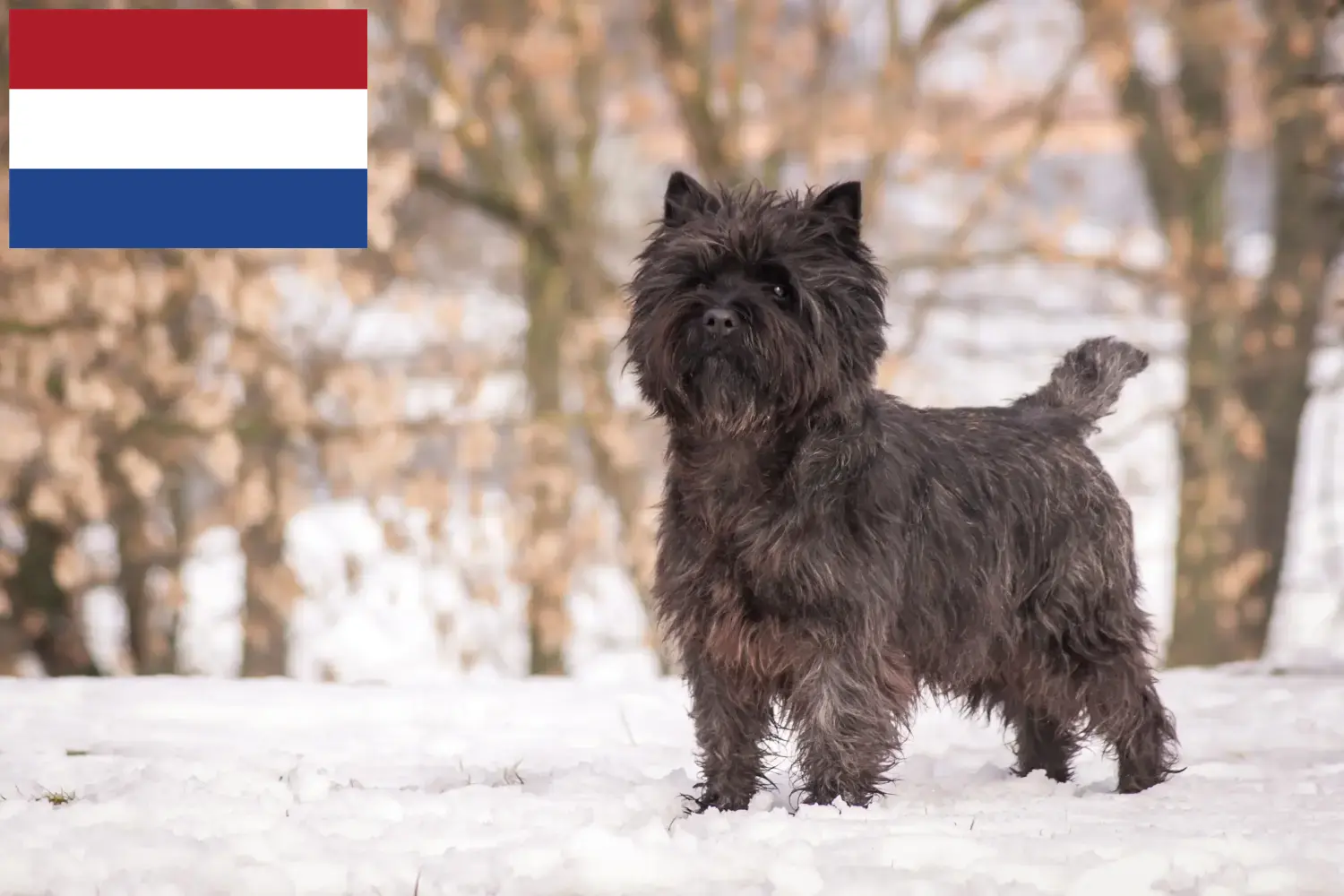Cairn Terrier chiots et éleveurs Pays-Bas Ici, tu trouveras des éleveurs de Cairn Terrier aux Pays-Bas.