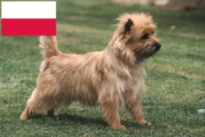 Lire la suite à propos de l’article Éleveurs de Cairns Terriers et chiots en Pologne