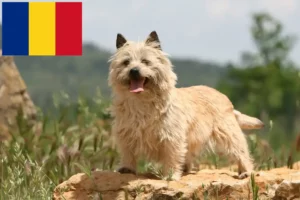 Lire la suite à propos de l’article Éleveurs de Cairns Terriers et Chiots en Roumanie