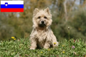 Lire la suite à propos de l’article Éleveurs de Cairns Terriers et chiots en Slovénie