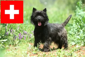 Lire la suite à propos de l’article Eleveurs de Cairns Terriers et chiots en Suisse