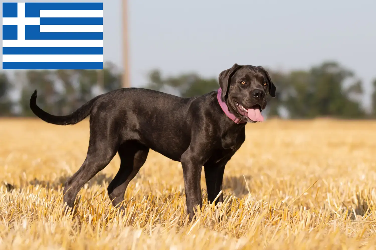 Cane Corso Italiano chiots et éleveurs Grèce Ici, tu trouveras des éleveurs de Cane Corso Italianos en Grèce.