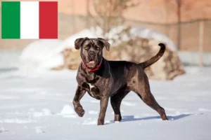 Lire la suite à propos de l’article Cane Corso Italiano éleveurs et chiots en Italie