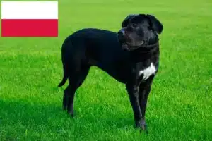Lire la suite à propos de l’article Cane Corso Italiano éleveurs et chiots en Pologne