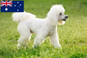 Lire la suite à propos de l’article Éleveurs de caniches et chiots en Australie