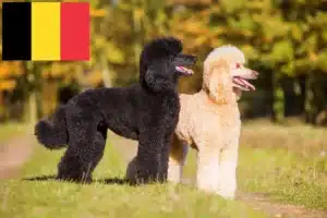 Lire la suite à propos de l’article Éleveurs de caniches et chiots en Belgique