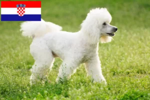 Lire la suite à propos de l’article Caniches éleveurs et chiots en Croatie