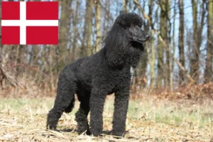 Lire la suite à propos de l’article Caniches éleveurs et chiots au Danemark