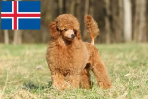Lire la suite à propos de l’article Éleveurs de caniches et chiots en Islande