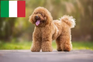 Lire la suite à propos de l’article Éleveurs de caniches et chiots en Italie