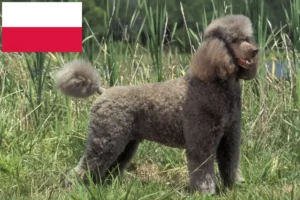 Lire la suite à propos de l’article Éleveurs de caniches et chiots en Pologne