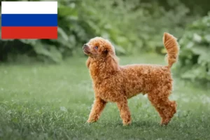 Lire la suite à propos de l’article Éleveurs de caniches et chiots en Russie