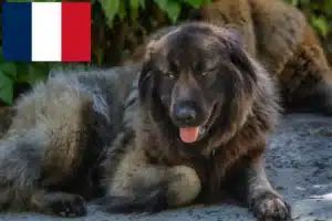 Lire la suite à propos de l’article Cão Da Serra Da Estrela Éleveurs et chiots en France
