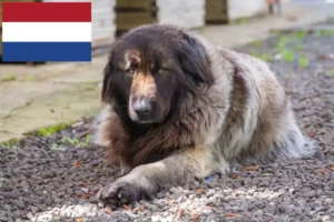 Lire la suite à propos de l’article Cão Da Serra Da Estrela éleveurs et chiots aux Pays-Bas