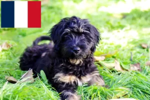 Lire la suite à propos de l’article Cão da Serra de Aires Éleveurs et chiots en France