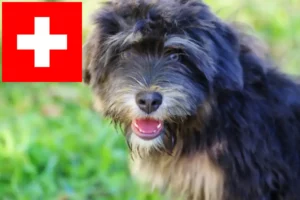 Lire la suite à propos de l’article Cão da Serra de Aires éleveurs et chiots en Suisse