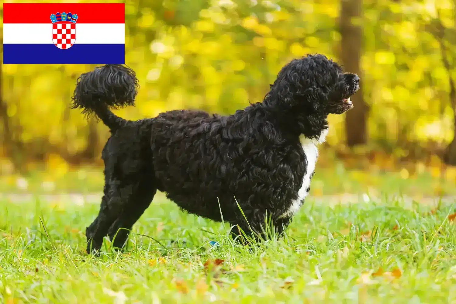 Cão de Agua português chiots et éleveurs Croatie Ici vous trouverez des éleveurs de Cão de Agua português en Croatie.