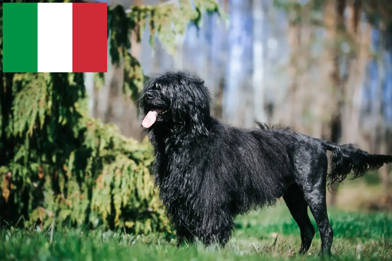 Cão de Agua português chiots et éleveurs Italie Ici vous trouverez des éleveurs de Cão de Agua português en Italie.