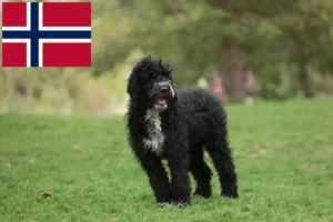 Lire la suite à propos de l’article Cão de Agua português éleveurs et chiots en Norvège