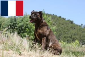 Lire la suite à propos de l’article Cão Fila de São Miguel Éleveurs et chiots en France