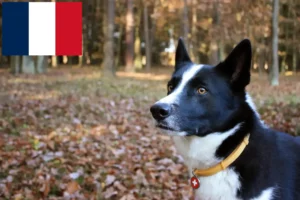 Lire la suite à propos de l’article Chien d’ours carélien éleveur et chiots en France