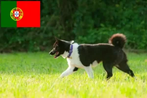 Lire la suite à propos de l’article Chien d’ours carélien éleveur et chiots au Portugal
