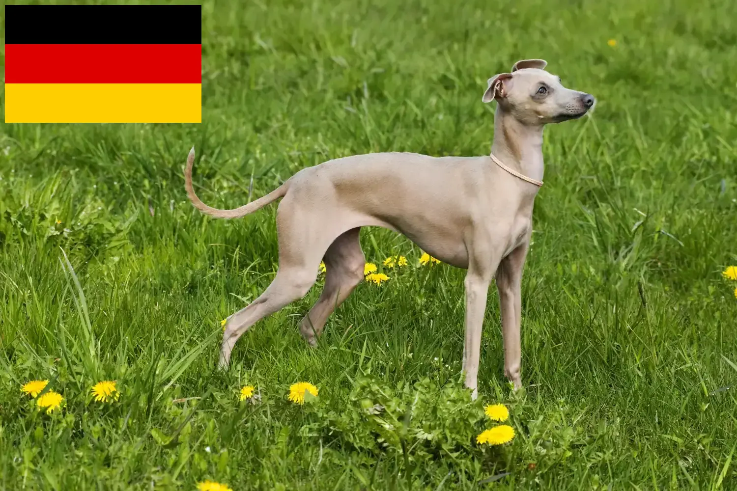 Lévrier italien chiots et éleveurs Allemagne Ici, tu trouveras des éleveurs de carillons éoliens italiens en France.