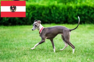 Lire la suite à propos de l’article Éleveurs de carillons italiens et chiots en Autriche
