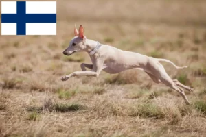 Lire la suite à propos de l’article Éleveurs de carillons italiens et chiots en Finlande