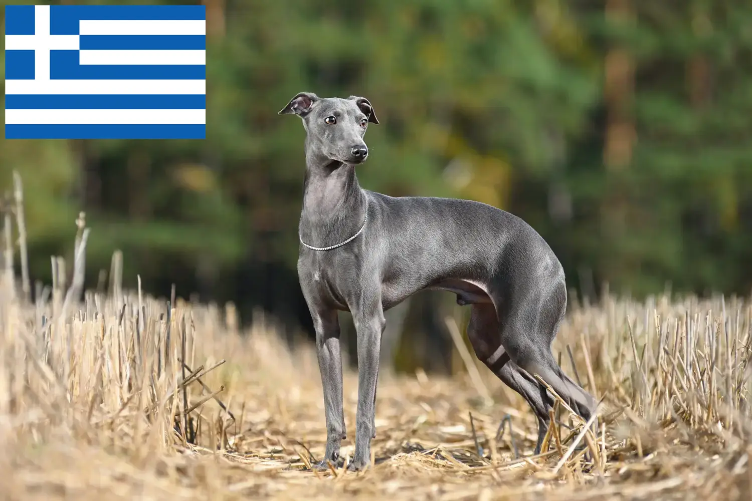 Lévrier italien chiots et éleveurs Grèce Ici, tu trouveras des éleveurs de carillons éoliens italiens en Grèce.