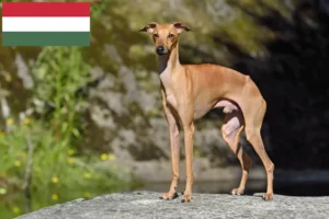 Lire la suite à propos de l’article Éleveurs de carillons italiens et chiots en Hongrie