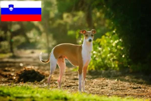 Lire la suite à propos de l’article Éleveurs de carillons italiens et chiots en Slovénie
