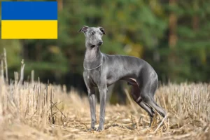 Lire la suite à propos de l’article Éleveurs de carillons italiens et chiots en Ukraine