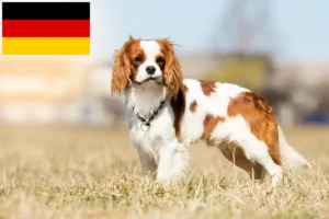 Lire la suite à propos de l’article Éleveurs de Cavalier King Charles Spaniel et chiots en Allemagne