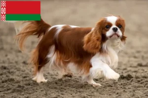 Lire la suite à propos de l’article Éleveurs de Cavalier King Charles Spaniel et chiots en Biélorussie