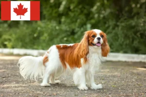 Lire la suite à propos de l’article Éleveurs de Cavalier King Charles Spaniel et chiots au Canada