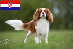 Lire la suite à propos de l’article Éleveurs de Cavalier King Charles Spaniel et chiots en Croatie