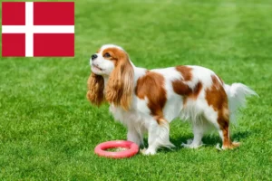 Lire la suite à propos de l’article Éleveurs de Cavalier King Charles Spaniel et chiots au Danemark