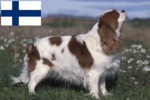 Lire la suite à propos de l’article Éleveurs de Cavalier King Charles Spaniel et chiots en Finlande