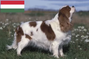 Lire la suite à propos de l’article Éleveurs de Cavalier King Charles Spaniel et chiots en Hongrie