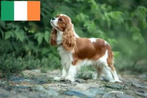 Lire la suite à propos de l’article Éleveurs de Cavalier King Charles Spaniel et chiots en Irlande