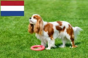 Lire la suite à propos de l’article Éleveurs de Cavalier King Charles Spaniel et chiots aux Pays-Bas