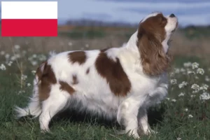 Lire la suite à propos de l’article Éleveurs de Cavalier King Charles Spaniel et chiots en Pologne