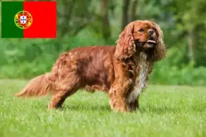 Lire la suite à propos de l’article Éleveurs de Cavalier King Charles Spaniel et chiots au Portugal