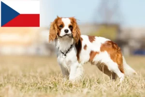 Lire la suite à propos de l’article Éleveurs de Cavalier King Charles Spaniel et chiots en République tchèque