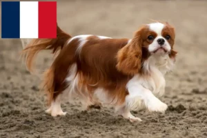 Lire la suite à propos de l’article Éleveurs de Cavalier King Charles Spaniel et chiots à la Réunion