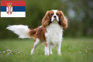 Lire la suite à propos de l’article Éleveurs de Cavalier King Charles Spaniel et chiots en Serbie
